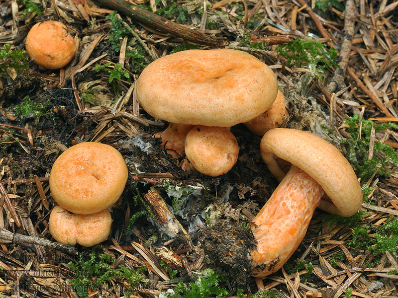 Рыжик лососевый Lactarius salmonicolor