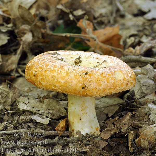 Lactarius scrobiculatus Ryzec ďubkovaný Grubiger Milchling