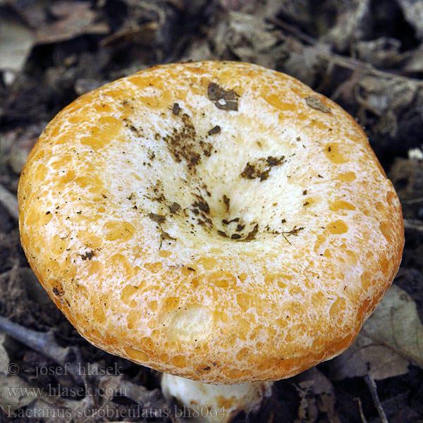 Lactarius scrobiculatus bh8064