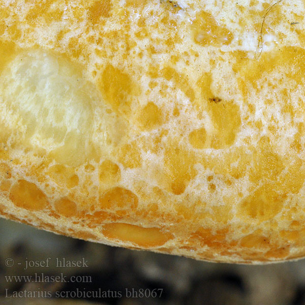 Lactarius scrobiculatus bh8067