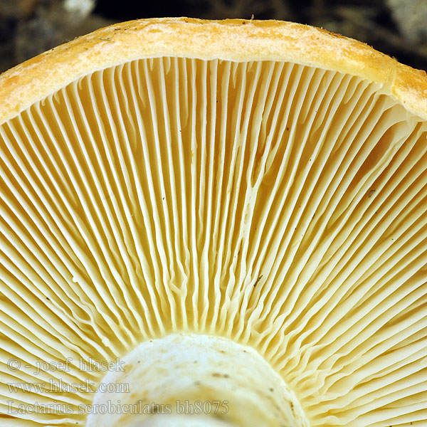 Lactarius scrobiculatus bh8075