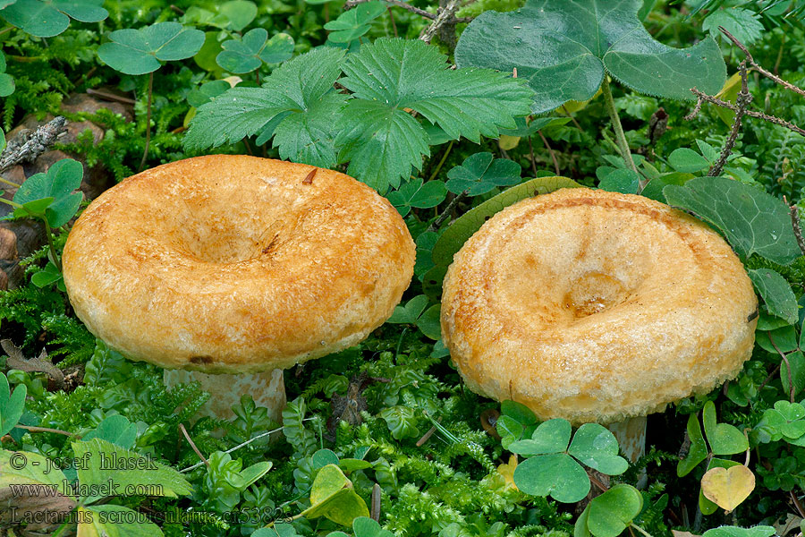 Ryzec ďubkovaný Lactarius scrobiculatus