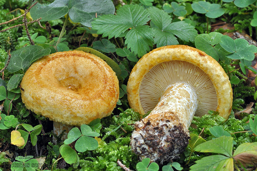 Grubiger Milchling Lactarius scrobiculatus