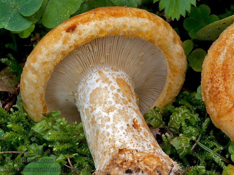 Груздь жёлтый Lactarius scrobiculatus