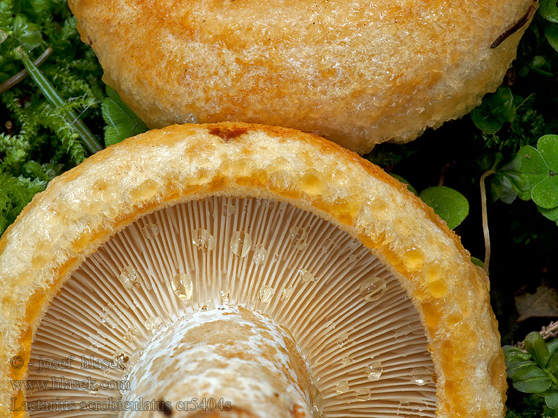 Pinetell bord Isovoirousku Lactarius scrobiculatus