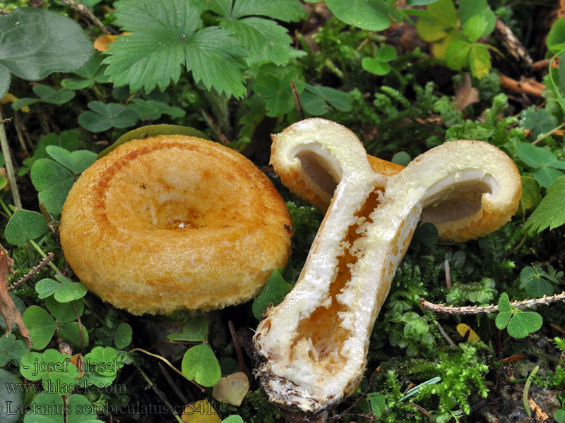 Lactaire scrobiculé Lactarius scrobiculatus