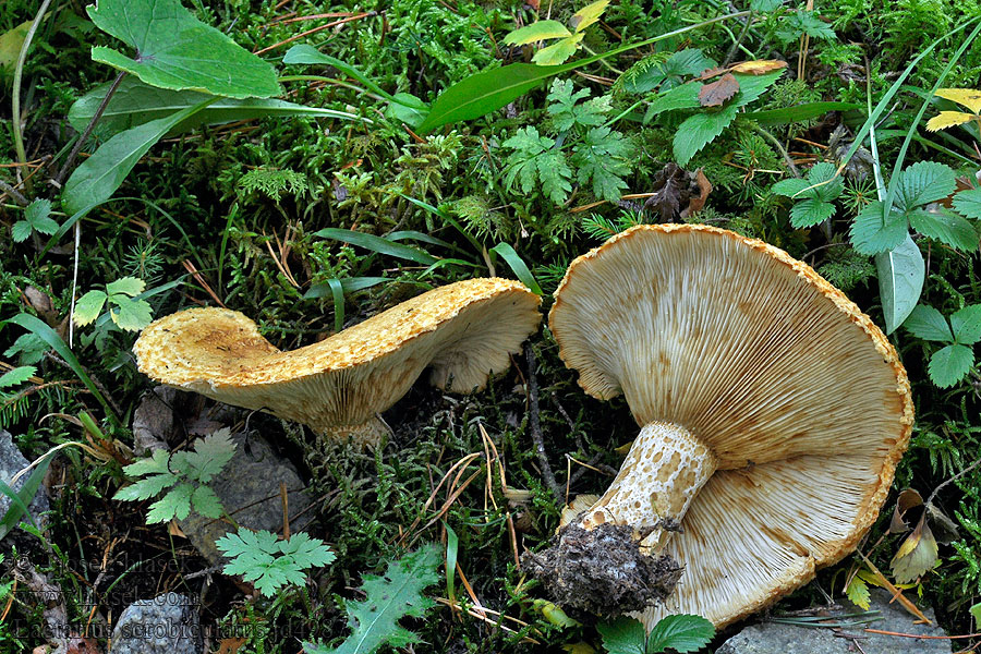 Lactarius scrobiculatus