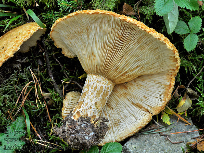 Lactarius scrobiculatus