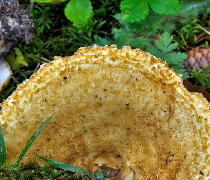 Lactarius scrobiculatus