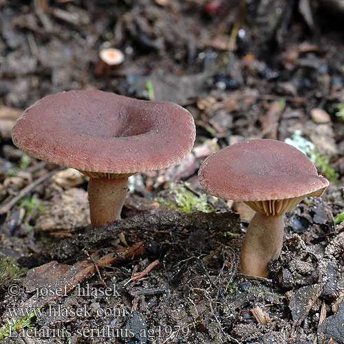 Lactarius serifluus Ryzec syrovátkový Rýdzik vodnatý Mleczaj wodnisty Stinkende mælkehat Watermelkzwam Waessriger Milchling Glatter Zwergmilchling Watery Milkcap Lutikkarousku Lactaire sanguin Cikória tejelőgomba Bærfisriske Млечник шелковистый водянисто-млечный Vodenasta mlečnica Stinkriska