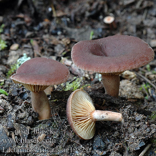 Lactarius serifluus ag1982