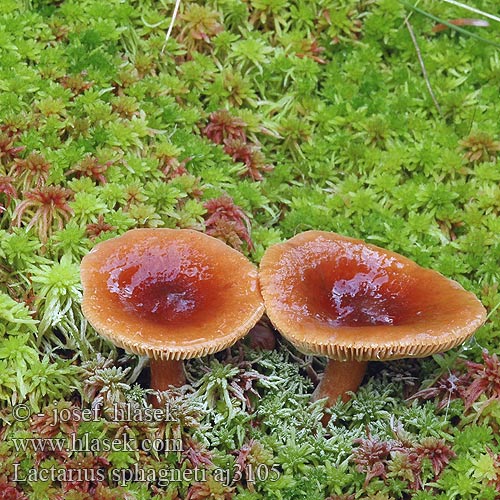 Lactarius sphagneti aj3105