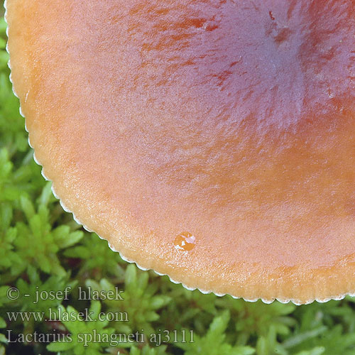 Lactarius sphagneti aj3111