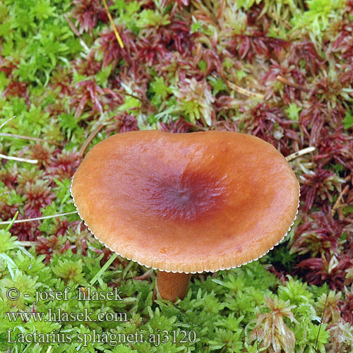 Lactarius sphagneti Torfmoosmilchling Torfmoos-Milchling Lactaire sphaignes Torvmoseriske Mleczaj torfowcowy Груздь болотный Vitmossriska Ryzec rašeliníkový Mahova mlečnica Tørvemos-mælkehat Rahkarousku Veenmosmelkzwam