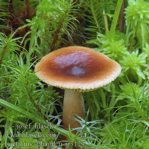 Lactarius sphagneti aj3129