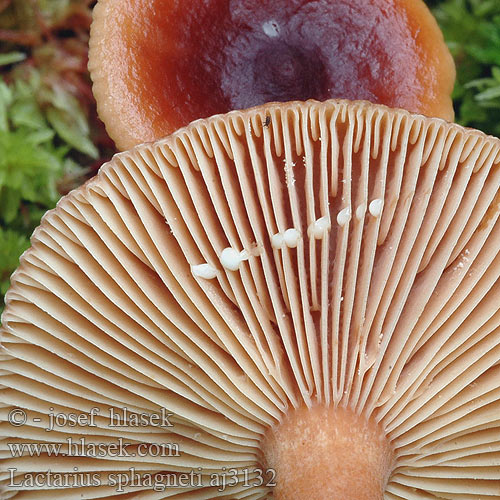 Lactarius sphagneti aj3132