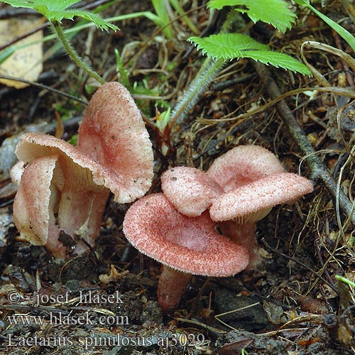 Lactarius spinulosus aj3029