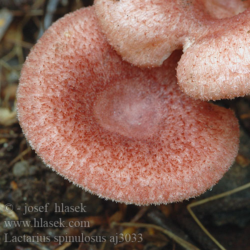 Lactarius spinosulus Schüppchenmilchling Oren malmätare