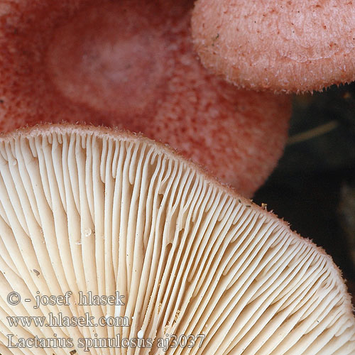 Lactarius spinosulus Mleczaj łuseczkowaty Rýdzik fialovoružový