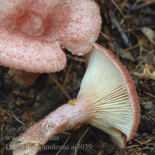 Lactarius spinulosus aj3039