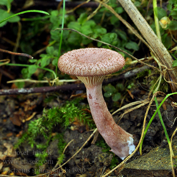 Suomurousku Skjellriske Lactaire spinuleux spinulosus lilacinus