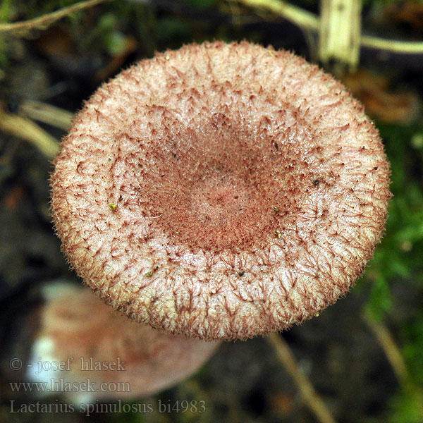 Lactarius spinulosus bi4983