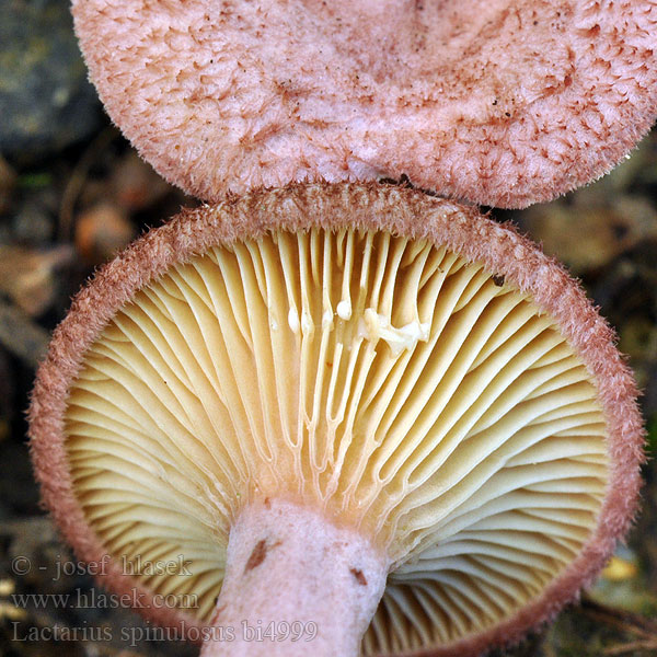 Lactarius spinulosus bi4999