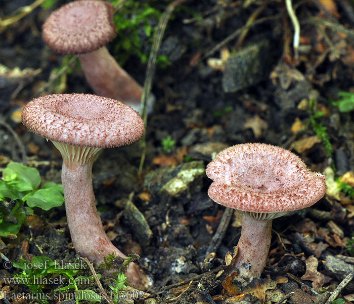 Lactarius spinulosus bi5002