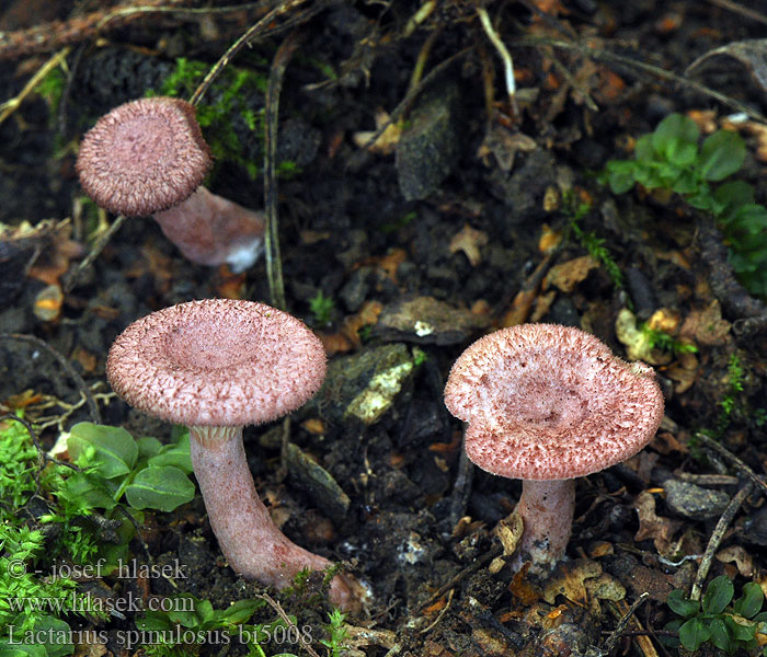 Lactarius spinulosus bi5008