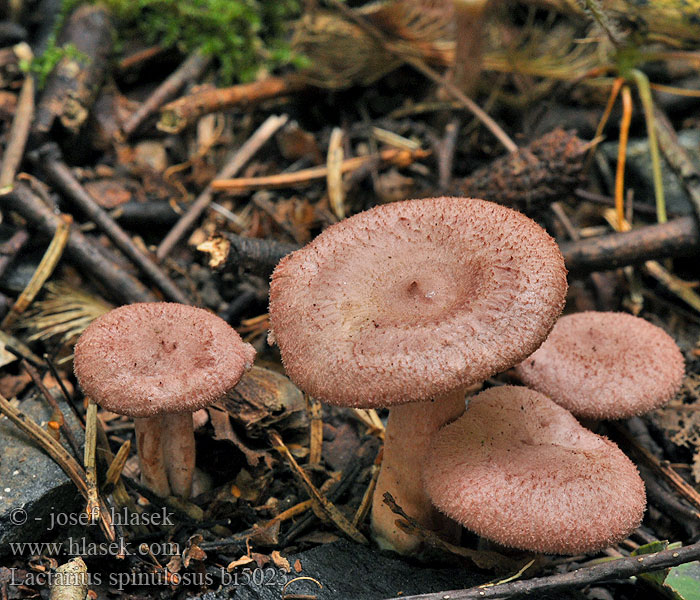 Rýdzik fialovoružový Lilacscale Milkcap Lactarius spinosulus