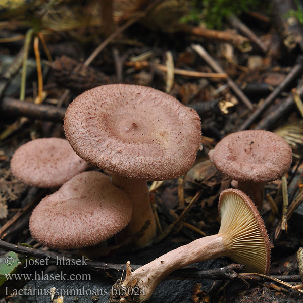 Lilacscale Milkcap Lactarius spinosulus