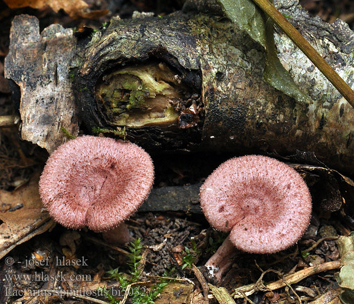 Lactarius lilacinus spinosulus spinulosus Ryzec osténkatý