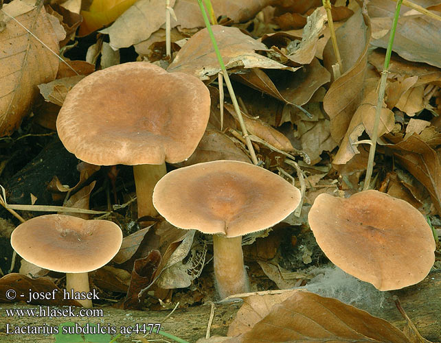 Lactarius subdulcis ac4477