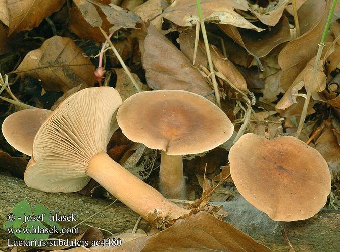 Lactarius subdulcis Mleczaj bukowy Rýdzik sladkastý Buretele vacii Bitterzoete melkzwam Lactaire douceâtre presque doux Sous hêtre Краснушка сладковатый млечник попута Sødlig Mælkehat Apysaldis piengrybis Mild Milkcap Pyökkilehtorousku Édes tejelőgomba Bøkesøtriske Sladkasta mlečnica Sötriska Ryzec nasládlý Süsser Buchenmilchling Süßlicher