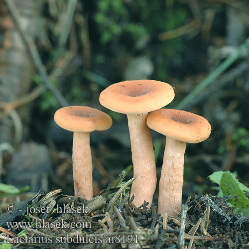 Lactarius subdulcis Lactaire douceâtre presque doux Sous hêtre Краснушка сладковатый млечник попута Sødlig Mælkehat Apysaldis piengrybis Mild Milkcap Pyökkilehtorousku Édes tejelőgomba Bøkesøtriske Sladkasta mlečnica Sötriska Ryzec nasládlý Süsser Buchenmilchling Süßlicher Mleczaj bukowy Rýdzik sladkastý Buretele vacii Bitterzoete melkzwam