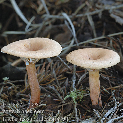 Lactarius subdulcis ai8194