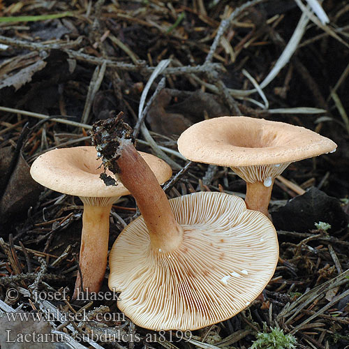 Lactarius subdulcis Mild Milkcap Pyökkilehtorousku Édes tejelőgomba Bøkesøtriske Sladkasta mlečnica Sötriska Ryzec nasládlý Süsser Buchenmilchling Süßlicher Mleczaj bukowy Rýdzik sladkastý Buretele vacii Bitterzoete melkzwam Lactaire douceâtre presque doux Sous hêtre Краснушка сладковатый млечник попута Sødlig Mælkehat Apysaldis piengrybis