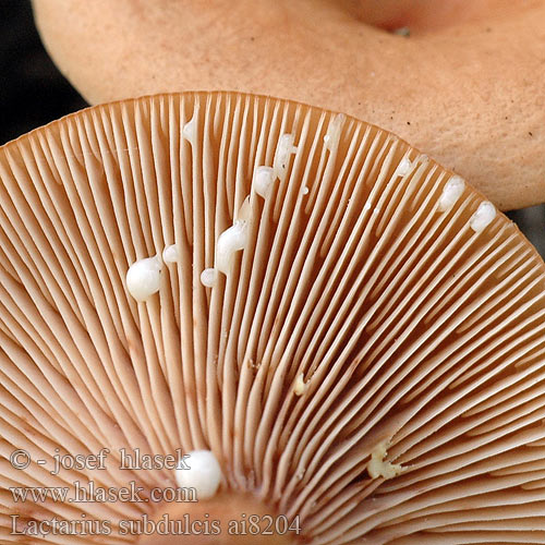 Lactarius subdulcis Bøkesøtriske Sladkasta mlečnica Sötriska Ryzec nasládlý Süsser Buchenmilchling Süßlicher Mleczaj bukowy Rýdzik sladkastý Buretele vacii Bitterzoete melkzwam Lactaire douceâtre presque doux Sous hêtre Краснушка сладковатый млечник попута Sødlig Mælkehat Apysaldis piengrybis Mild Milkcap Pyökkilehtorousku Édes tejelőgomba