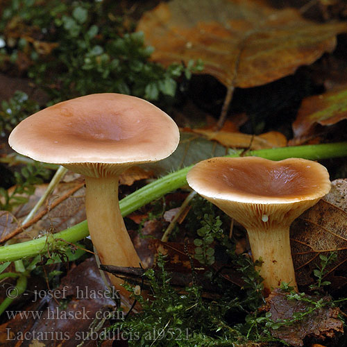 Lactarius subdulcis al9521