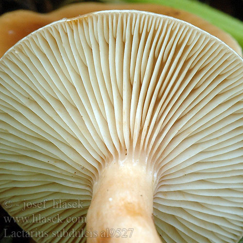 Lactarius subdulcis al9527