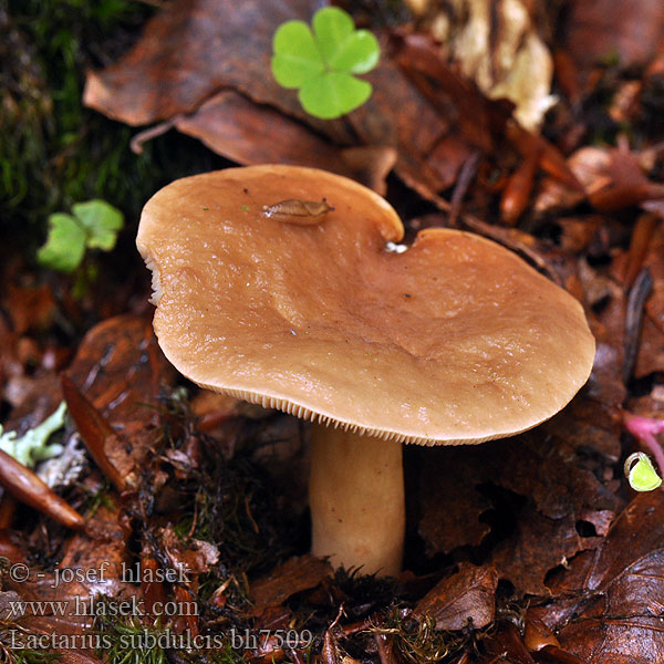 Lactarius subdulcis bh7509