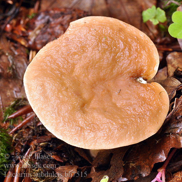 Lactarius subdulcis bh7515