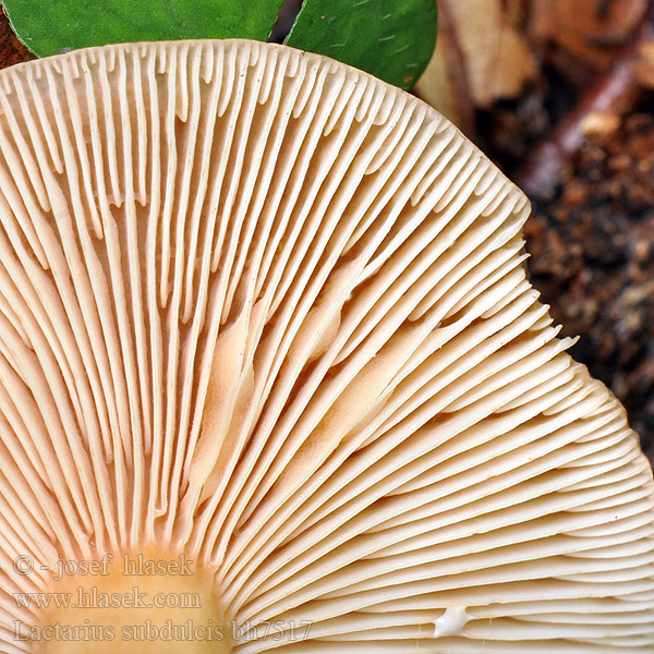 Lactarius subdulcis bh7517