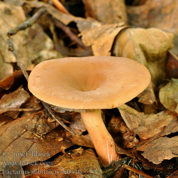 Lactarius subdulcis bi0410