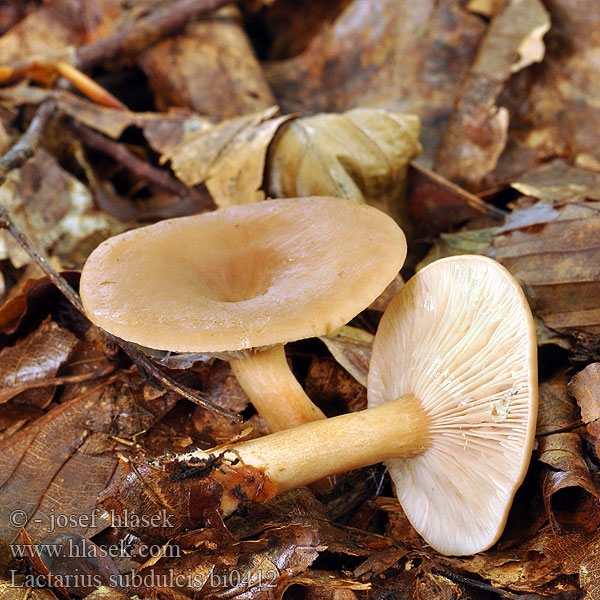 Sødlig Mælkehat Apysaldis piengrybis Mild Milkcap Pyökkilehtorousku Édes tejelőgomba Lactarius subdulcis Bøkesøtriske Sladkasta mlečnica Sötriska Ryzec nasládlý Süsser Buchenmilchling Süßlicher Mleczaj bukowy Rýdzik sladkastý Buretele vacii Bitterzoete melkzwam Lactaire douceâtre presque doux Sous hêtre Краснушка сладковатый млечник попута