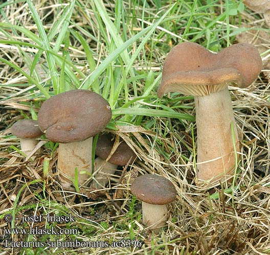 Lactarius subumbonatus ac8396