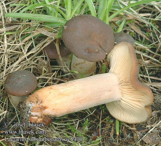 Lactarius subumbonatus ac8400