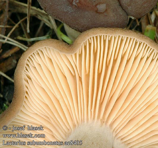 Lactarius subumbonatus Glatter Zwerg-Milchling Razbrazdana mlečnica Stinkriska cimicarius Ryzec ploštičný Tæge-Mælkehat Mleczaj matowobrązowy Lutikkarousku Lactaire presque umboné odeur punaise