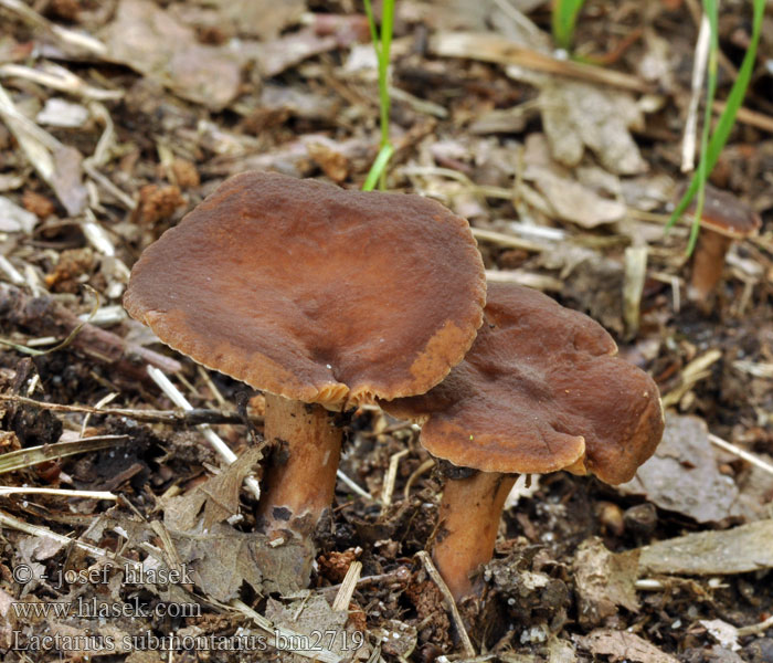 Stinkriska Lactarius subumbonatus cimicarius Ryzec ploštičný Tæge-Mælkehat Mleczaj matowobrązowy Lutikkarousku Lactaire presque umboné odeur punaise Glatter Zwerg-Milchling Razbrazdana mlečnica