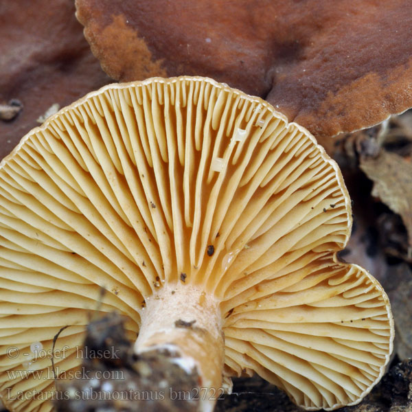 Lactarius subumbonatus bm2722